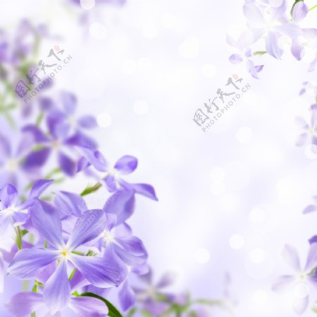 紫色小花背景边框图片