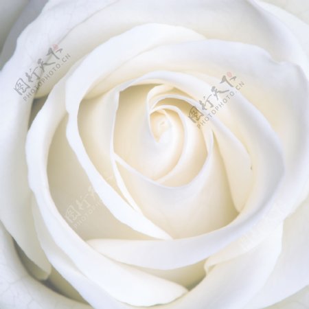 唯美白色玫瑰花图片