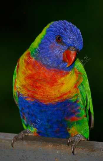 彩虹澳洲鹦鹉