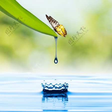 绿叶上的蝴蝶和水滴图片