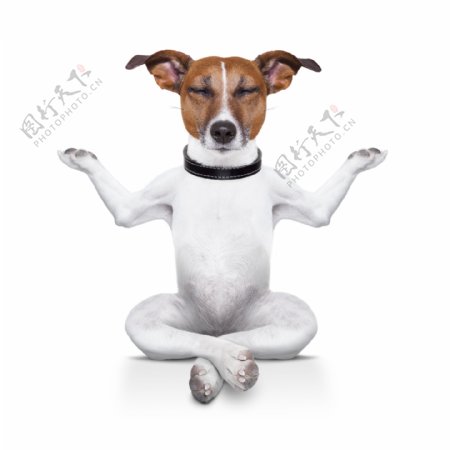 练瑜伽的小狗图片