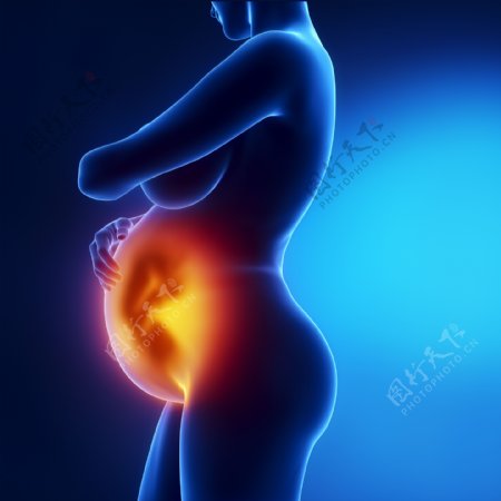 孕妇与胎儿图片