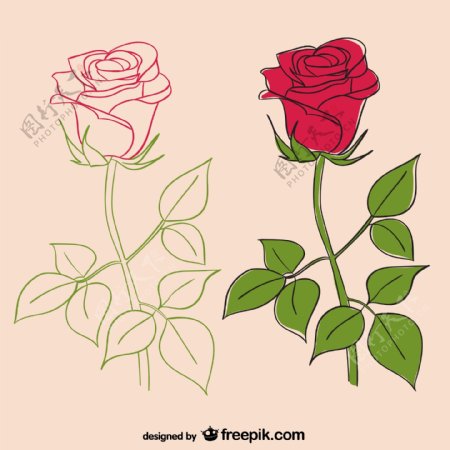 玫瑰插图