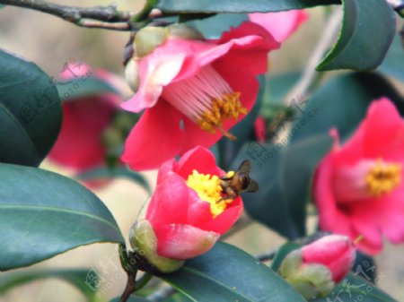 艳丽山茶花图片