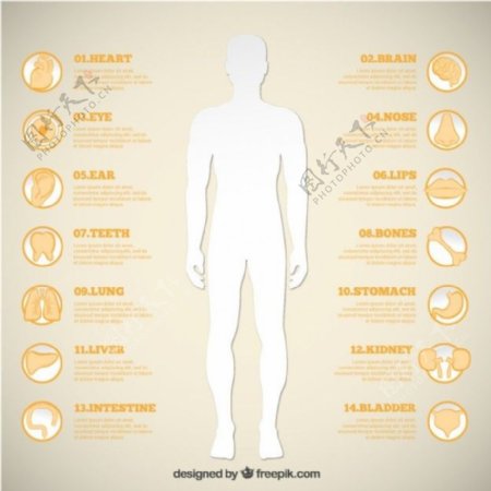 男人的轮廓和人体器官的图标