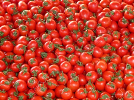 一堆红色小番茄图片