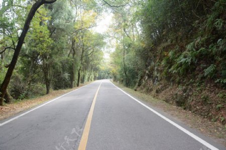 林中公路图片