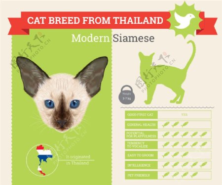 暹罗猫档案信息图片