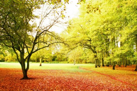 美丽的秋天树林风景图片
