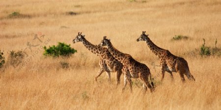 非洲草原上的长颈鹿