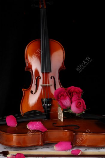 小提琴玫瑰花特写图片
