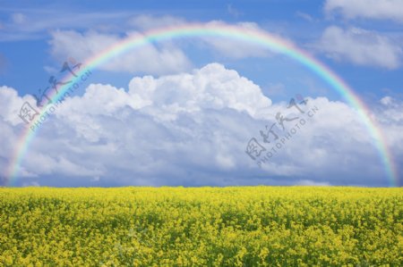 油菜花与彩虹风景