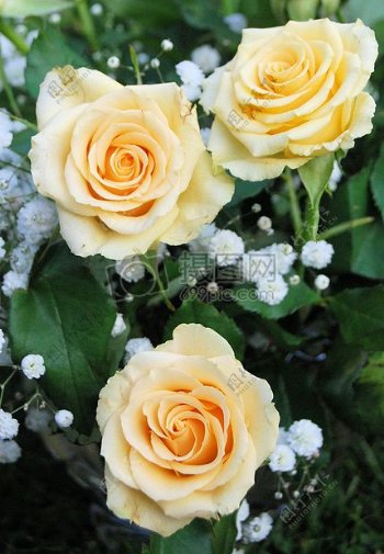 鲜艳的黄色玫瑰