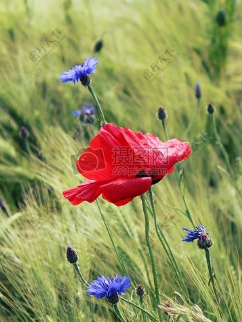草地里一朵红色的花朵