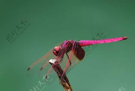 唯美红蜻蜓图片