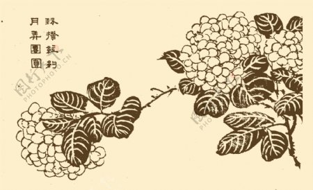 芥子园画谱花卉
