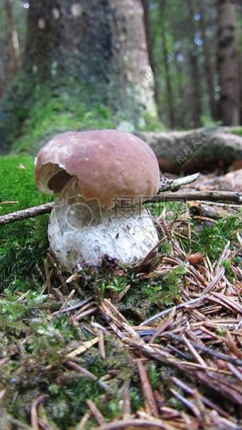 丛林中的一株蘑菇