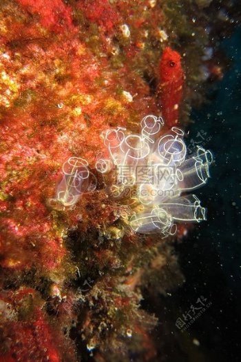 海下五彩斑斓的珊瑚