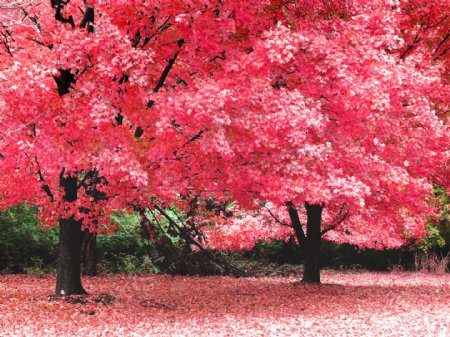 红色樱花树风景图片