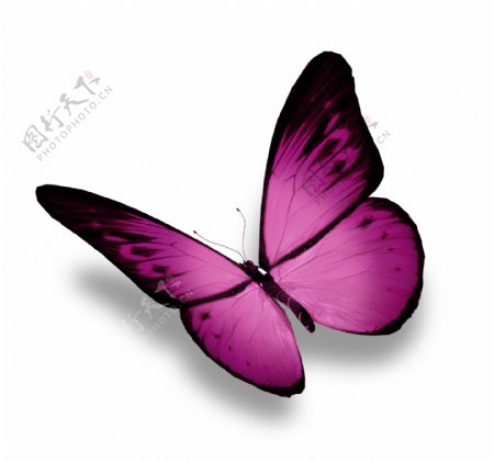 美丽紫色蝴蝶