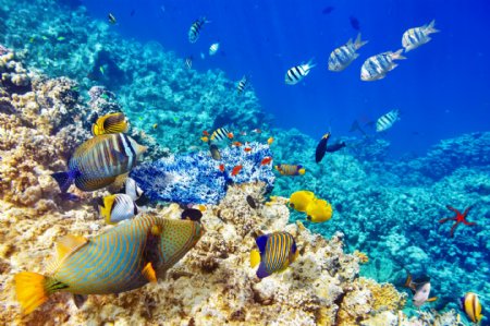海底鱼群与珊瑚