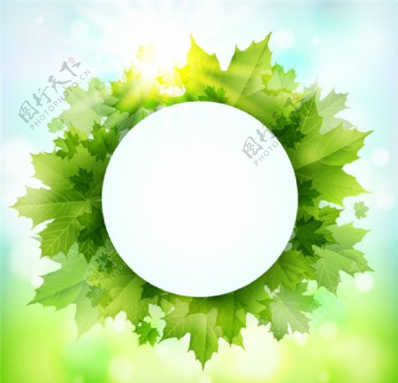 绿色枫叶装饰圆形标签背景矢量图