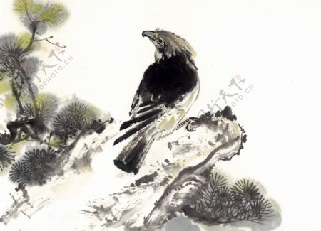鹰写意花鸟国画0222
