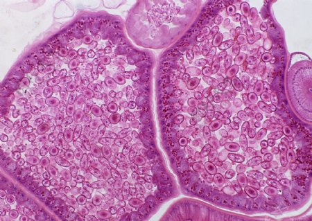 紫色细胞体