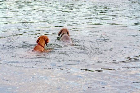 在水里玩狗