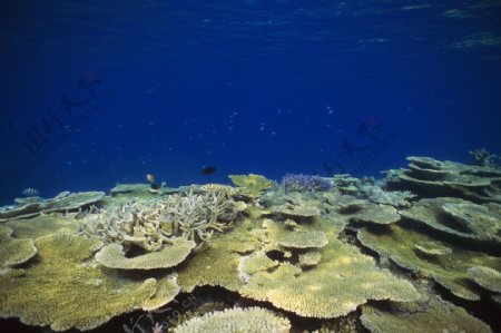 海底珊瑚素材