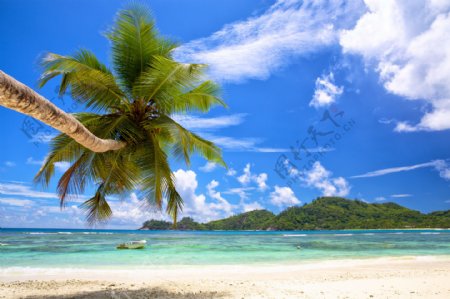 椰树与沙滩风景
