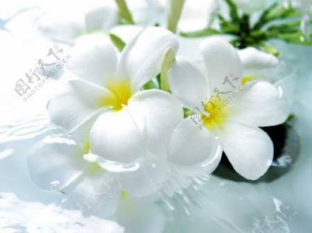 植物系列高清白色花朵