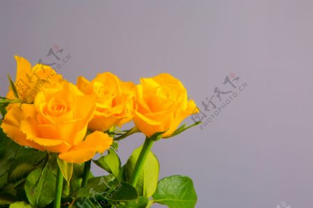 鲜艳黄玫瑰花图片