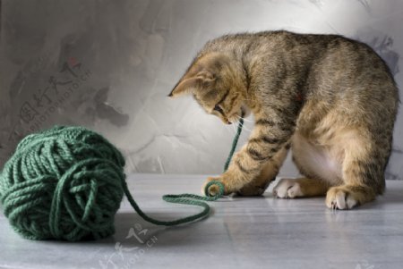 玩毛线团的小猫