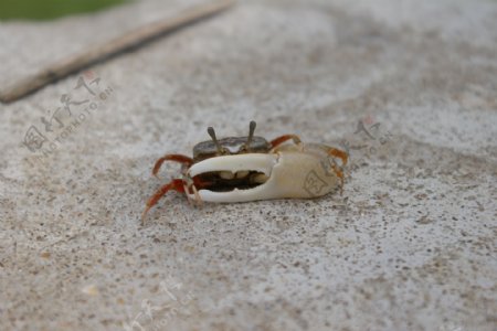 一只小海蟹