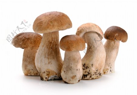 野生食用蘑菇图片素材