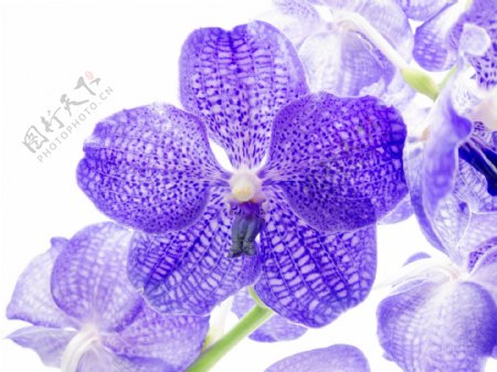 紫色花朵摄影