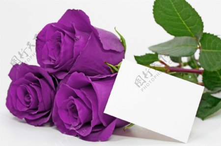 紫色玫瑰花与花瓣