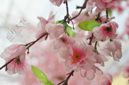 粉色桃花摄影