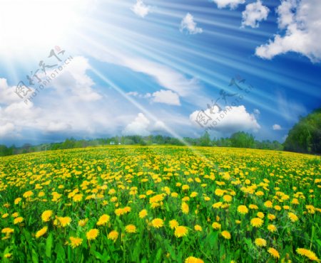 阳光蓝天白云与鲜花草地