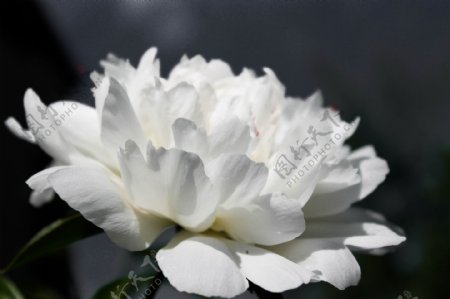唯美白色牡丹花图片