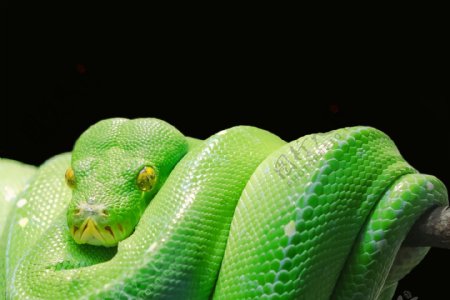 野生绿色蟒蛇图片