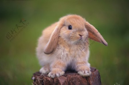 可爱兔子