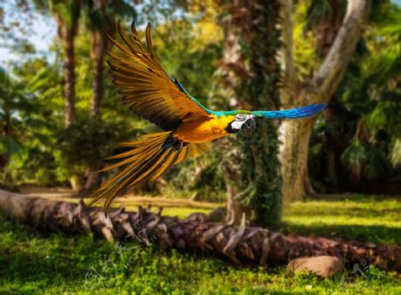 树林里飞翔的鹦鹉