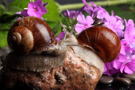 石头上的蜗牛鲜花