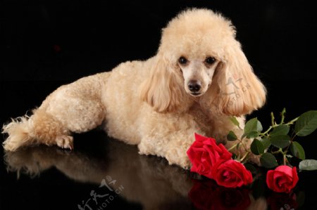 趴着的狗和红色玫瑰花