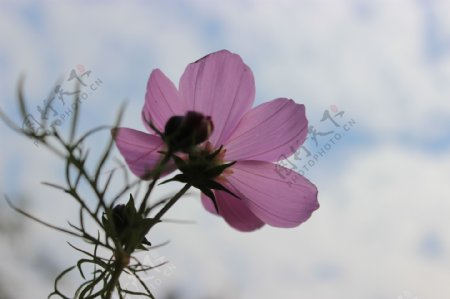 格桑花图片