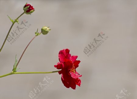 红雏菊