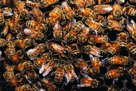 蜜蜂昆虫动物动物大图
