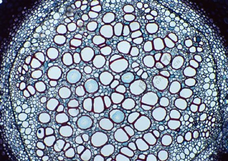 水泡状细胞结晶